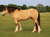 Kůň, Gypsy horse — foto 1