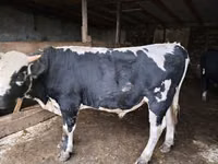 公牛, Russian Black pied cattle — 照片 2