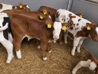 گاو نر, Simmental cattle — عکس 1
