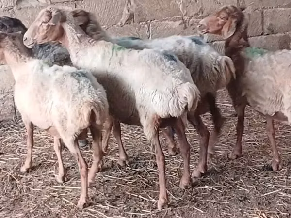Pecora, Pecore — Azerbaigian