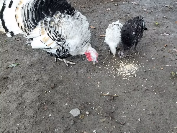 Turkeys — Azerbaijan