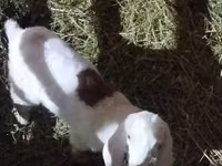Goat, Alpine goat — photo 6