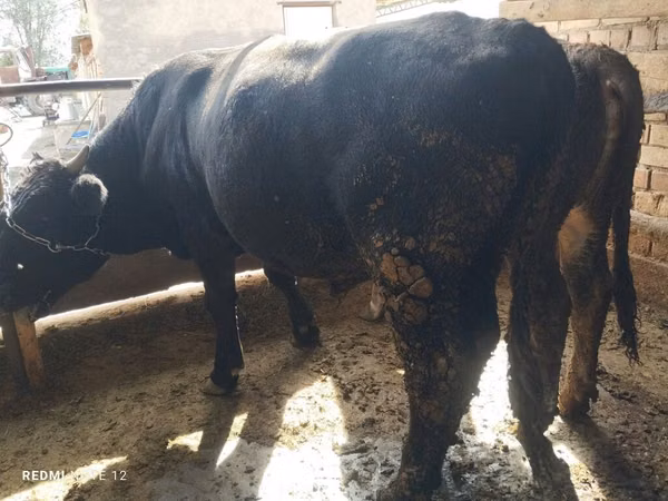 सांड, Swiss cattle — किर्गिज़स्तान