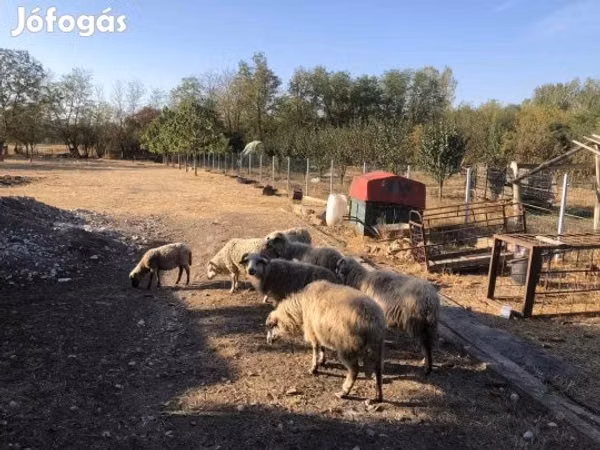 Πρόβατο, Πρόβατα — Ουγγαρία