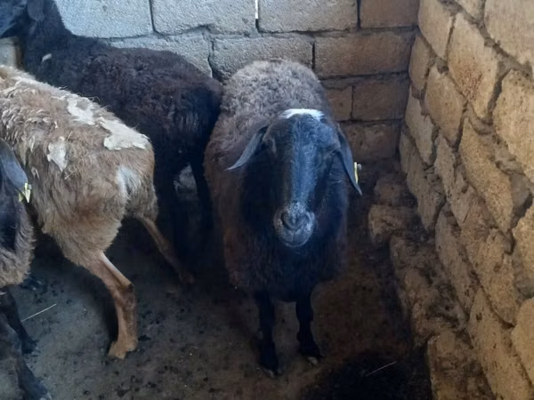 Ram, Sheep — Kazakhstan