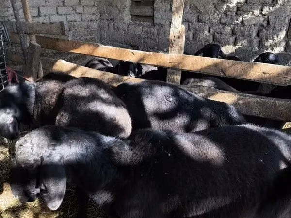 Sheep (batch, sex not specified), Sheep — Uzbekistan