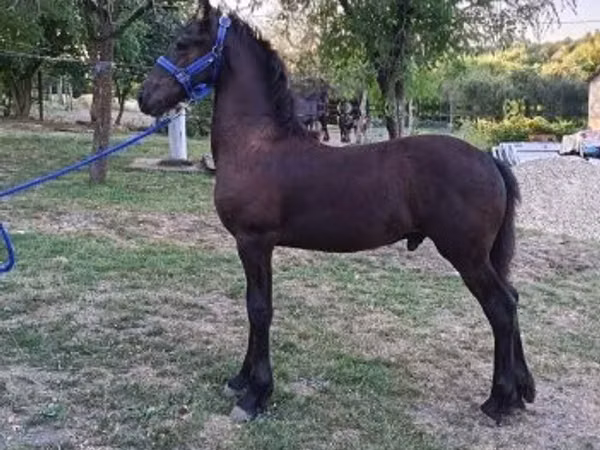 اسب نر, Friesian — مجارستان