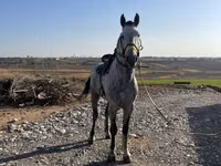 اسب نر, اسب — عکس 1
