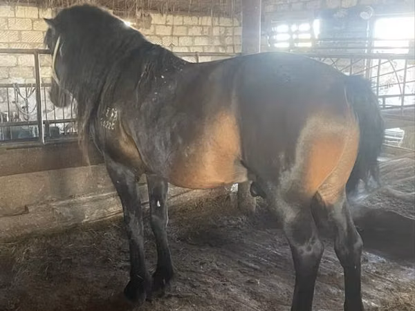 Horse (M), Horses — Kazakhstan