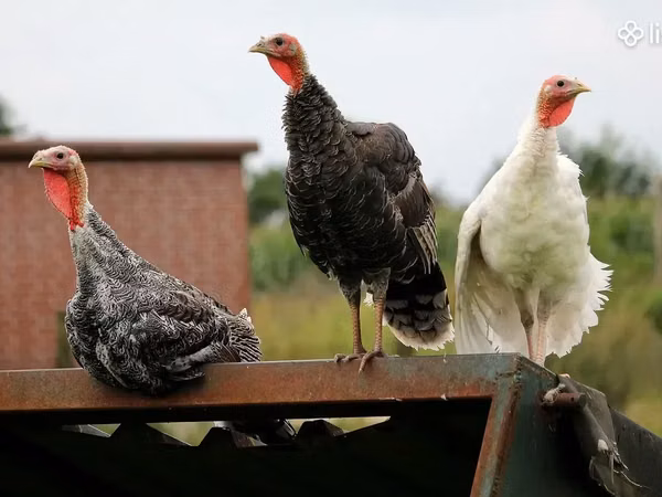 Turkeys — Armenia