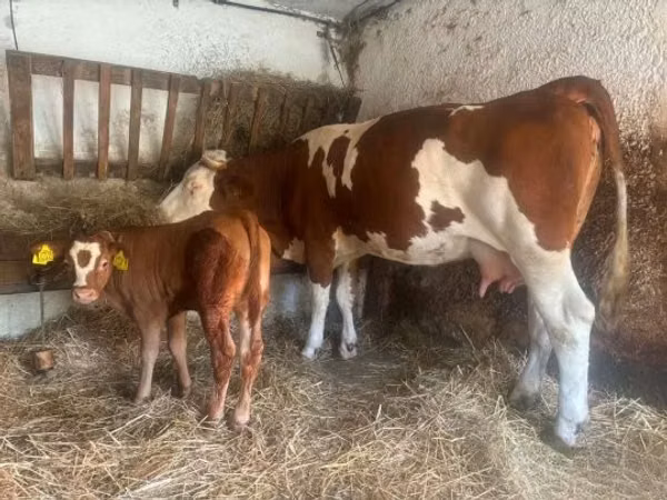 গাভী, Simmental cattle — হাঙ্গেরি