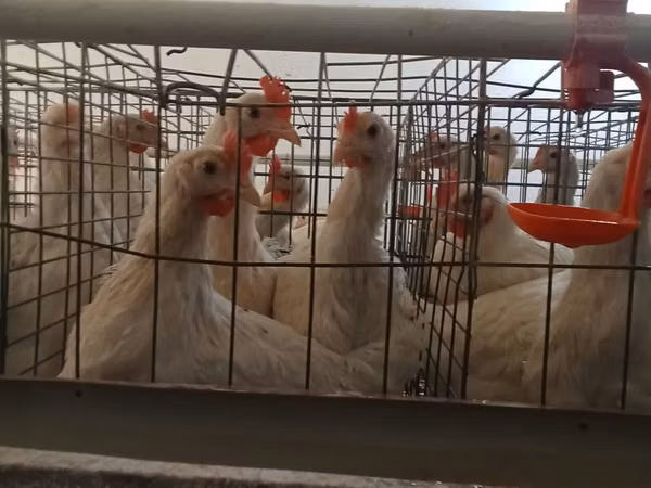 Chickens — Uzbekistan