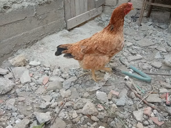 Chickens — আজারবাইজান