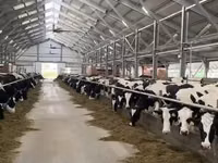 Krava, Russian Black pied cattle — foto 1