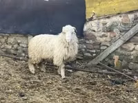 በግ, Sheep — ፎቶ 4