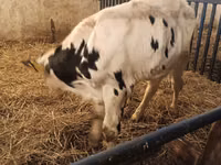 Boğa, Russian Black pied cattle — foto 4