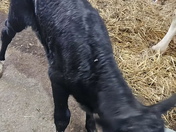 Bull, Limousin cow — Poland