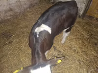 ثور, Simmental cattle — الصورة 2