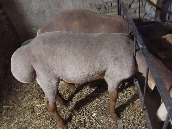 Ram, Arashan sheep — Kyrgyzstan