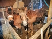 Cavallo, Cavalli — foto 6