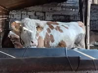 گاو ماده, Simmental cattle — عکس 2