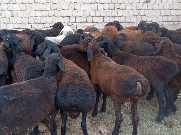 Ram, Sheep — Uzbekistan