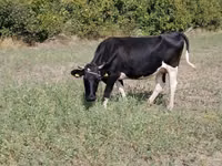 Vache, Race Holstein — photo 5