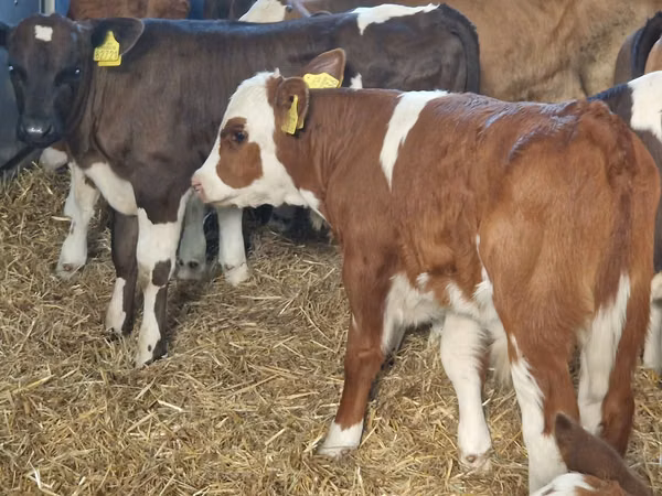 Cattle (batch, sex not specified), Simmental cattle