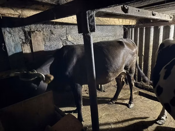 Cow, Holstein breed — Kyrgyzstan