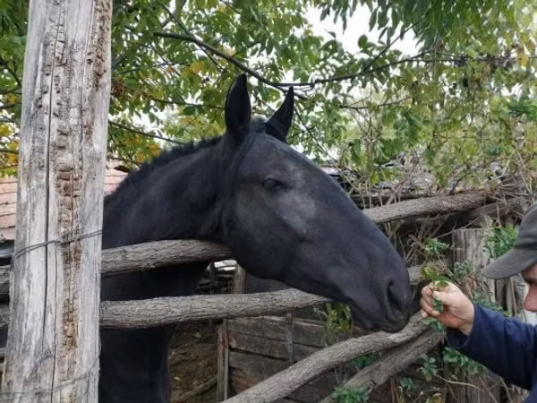 Модиён, Nonius horse
