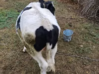 雄牛, Russian Black pied cattle — 写真 3