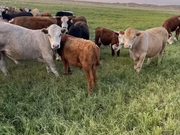 Bull, Auliekol breed