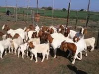 Koze (partija, pol nije naveden), Boer goat — fotografija 4