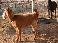 Koza, Saanen goat — foto 8