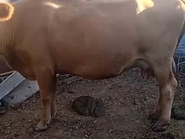 Гов, Latvian Blue cattle — Қазоқистон