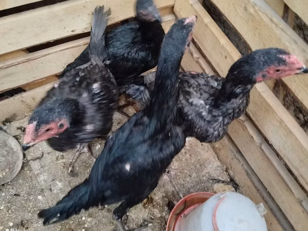 Chickens — কিরগিজিস্তান