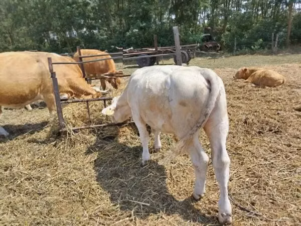 Banteng, Charolais cattle — Hungaria