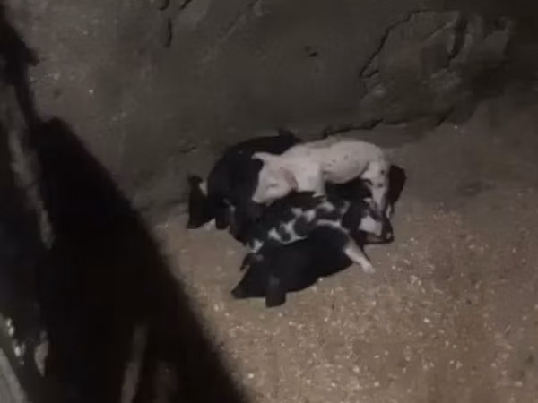 Sow, Pigs — Armenia