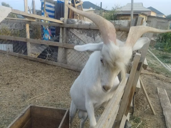Billy Goat, Saanen goat — Kazakhstan