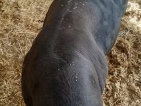 Lembu jantan, Aberdeen-Angus — foto 2