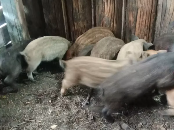 Pigs (batch, sex not specified), 