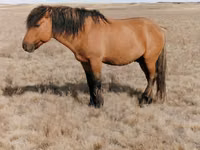 Hing, Mugalzhar horse — 1. fotó