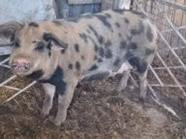 Sow, Pigs — Hungary