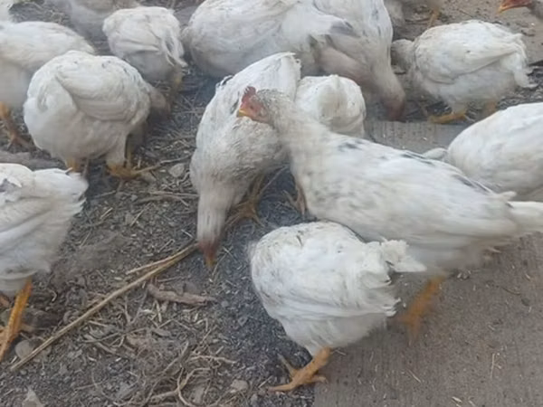 Chickens — Kyrgyzstan