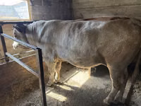 Bull, Cattle — photo 7