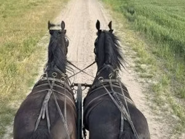 Horse (M), Friesian
