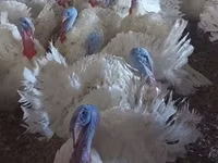 Turkeys — تصویر 6