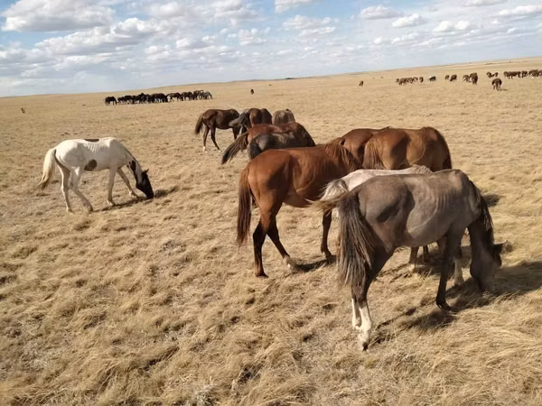 اسب نر, Kazakh horse — قزاقستان