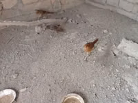 Quails — photo 1