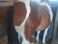 Kuda jantan, Horses — foto 7